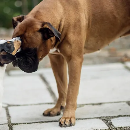 فندق مبيت وإفطار Fausta 4*