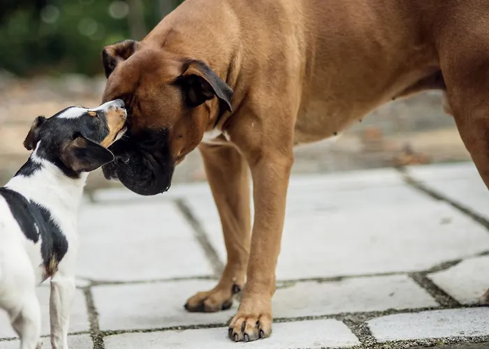 Bed and breakfast Fausta 4*